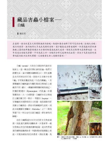 故宮文物月刊511期